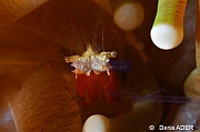 Heliofungia actiniformis Cuapetes kororensis-Tomia Hondue Beach-25m-20180525-Denis-ADER-DSC_0307_tn